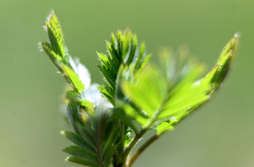 Macro photography of plants in sunny spring day.