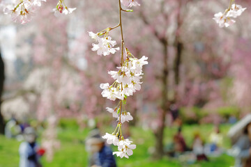 榴岡公園の桜