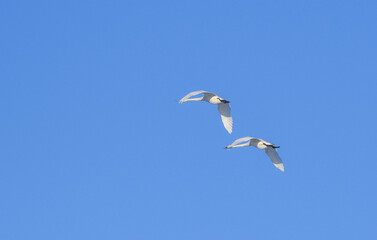 White swans flying in the clear blue sky in sync