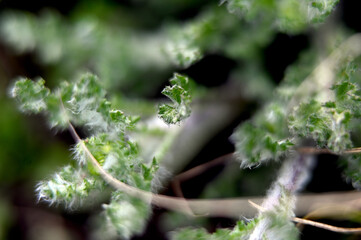 Macro photography of plants in sunny spring day.