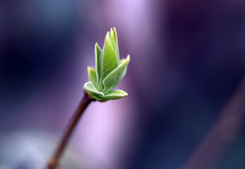 Macro photography of plants in sunny spring day.