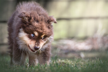 Fototapeta na wymiar Portrait of a Finnish Lapphund dog outdoors