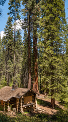 Ranger station dwarfed by Giant Sequoias, in the Merced Grove, at Yosemite National Park, near Merced, California.
