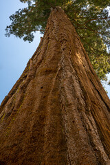 Close-up of a Giant Sequoia tree trunk, in Merced Grove, at Yosemite National Park, near Merced, California.