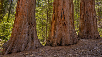 Three Giant Sequoia tree trunks, in the Merced Grove, at Yosemite National Park, near Merced, California.
