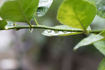photo of water droplets on a branch.