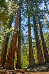 "Reach For The Sky", Six Giant Sequoia trees, in the Merced Grove, at Yosemite National Park, near Merced, California.