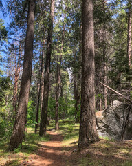 Valley Loop Trail in Yosemite National Park, near Merced, California.
