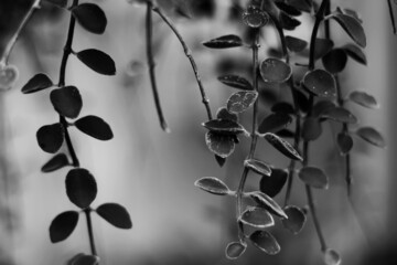 black and white floral background