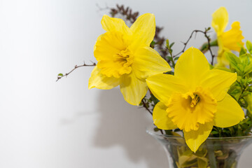 żółte kwiaty żonkile w wiosennym bukiecie na jasnym tle - obrazy, fototapety, plakaty