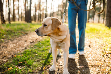 Golden retriever dog with a woman walking outdoors on sunny day. Close-up shot of a labrador walking in the forest with his owner.