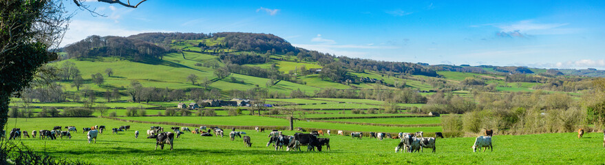 Fototapeta na wymiar Herd of dairy cattle just released on to fresh spring gazing field