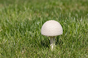 Closeup of white parasol mushroom in yard. Concept of lawn care, landscaping and poisonous mushrooms © JJ Gouin