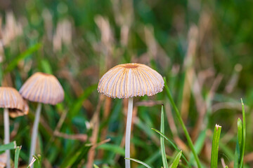 Closeup of mushrooms growing in yard. Lawn care, pet health and safety concept