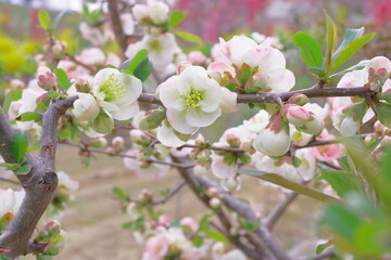 ボケの花の色違い