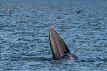 Huge Whale Bruda feed on a wide variety of fish in gulf of Thailand aquatic animals in the sea
