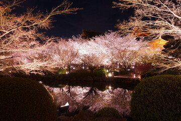 Fototapeta premium Night View, Pond of Toji Temple and Sakura, Cherry Blossom in Kyoto, Japan - 日本 京都府 東寺 池 桜 夜景 