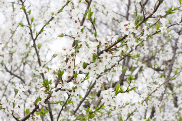 Branches of flowering cherry plum. Delicate white flowers of fruit tree. Spring abstract background. Springtime. Easter and spring greeting cards. soft focus