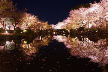 Fototapeta premium Night View of Toji Temple and Sakura, Cherry Blossom in Kyoto, Japan - 日本 京都府 東寺 桜 夜景 
