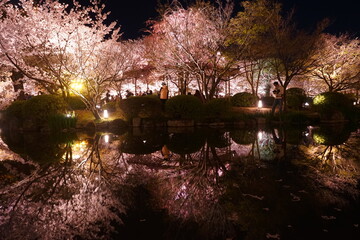 Night View of Toji Temple and Sakura, Cherry Blossom in Kyoto, Japan - 日本 京都府 東寺 桜 夜景	