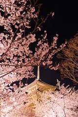Night View,  Five-story pagoda of Toji Temple and Sakura, Cherry Blossom in Kyoto, Japan - 日本 京都府 東寺 五重塔 桜 夜景