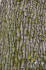 Common oak (Quercus robur) bark closeup.