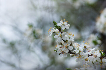 Gałąź delikatnych wiosennych białych kwiatów wiśni na rozmytym w nieostrości tle - obrazy, fototapety, plakaty