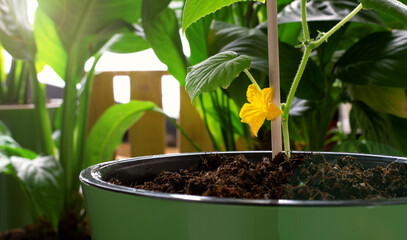 Cucumber plant with a yellow flower in a pot against the other plants and sun beam. Gardening and...