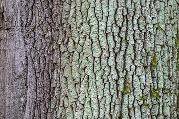 Common oak (Quercus robur) bark closeup.