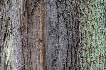 Common oak (Quercus robur) bark closeup.