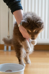 Portrait of a hungry Finnish Lapphund puppy
