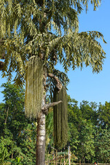 Beautiful Fishtail palm tree, commonly known as fishtail palm. - obrazy, fototapety, plakaty