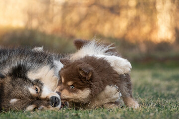 Naklejka premium Finnish Lapphund dog and puppy playing