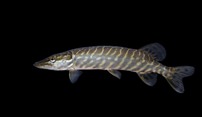 The northern pike (Esox lucius) 