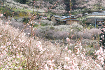 奈良【賀名生梅林】