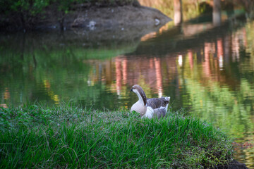 Beautiful and graceful Chinese goose floating in green water lake