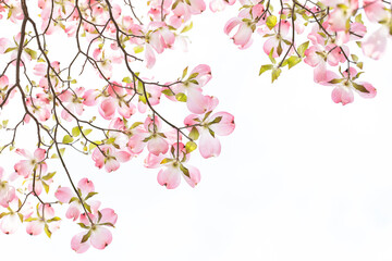 おだやかな晴れ間と透過光が美しいハナミズキの花