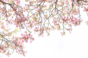 Obraz na płótnie Canvas おだやかな晴れ間と透過光が美しいハナミズキの花