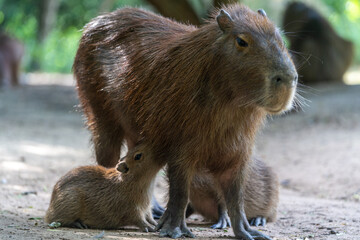 Capybara, capybara or 