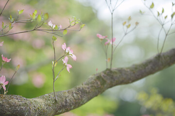 おだやかな晴れ間と色鮮やかなハナミズキの花