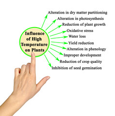  Influence of High Temperature on plants