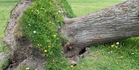 strong winds uproot old tree and grass with dandelions