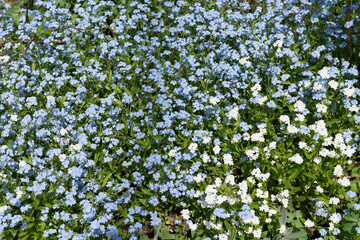 flowers in the field