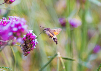 Hummingbirds and hawk moths gather honey