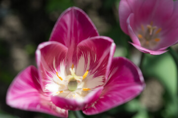 pink and white tulips in the sun