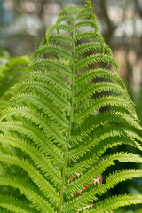 fern leaf in the park