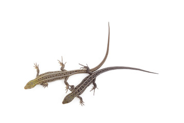 Two little green lizards.