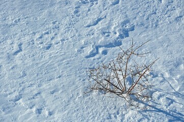 Close up of dry branch on white background after winter snow storm. Abstract, wallpaper. Climate...