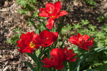 double red tulips in the sun
