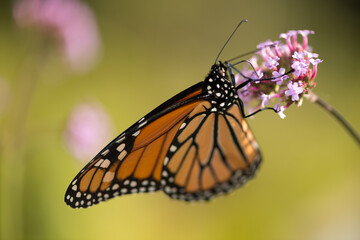 monarch butterfly clinging to a verbena flower on an olive yellow bokeh background
